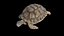 Animal Collection