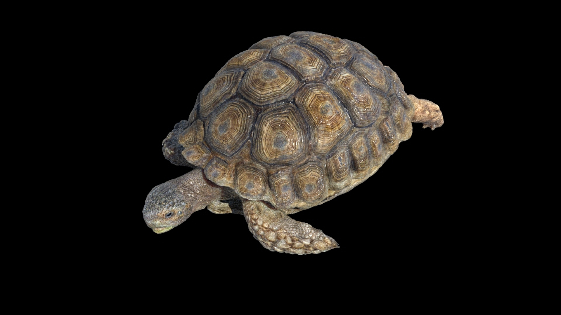 fur 3D https://p.turbosquid.com/ts-thumb/Yf/ohzXdF/ZbgUZzQv/turtle/jpg/1578997096/1920x1080/turn_fit_q99/f2a5db4cb23680085749f770fa3695678fda3b71/turtle-1.jpg