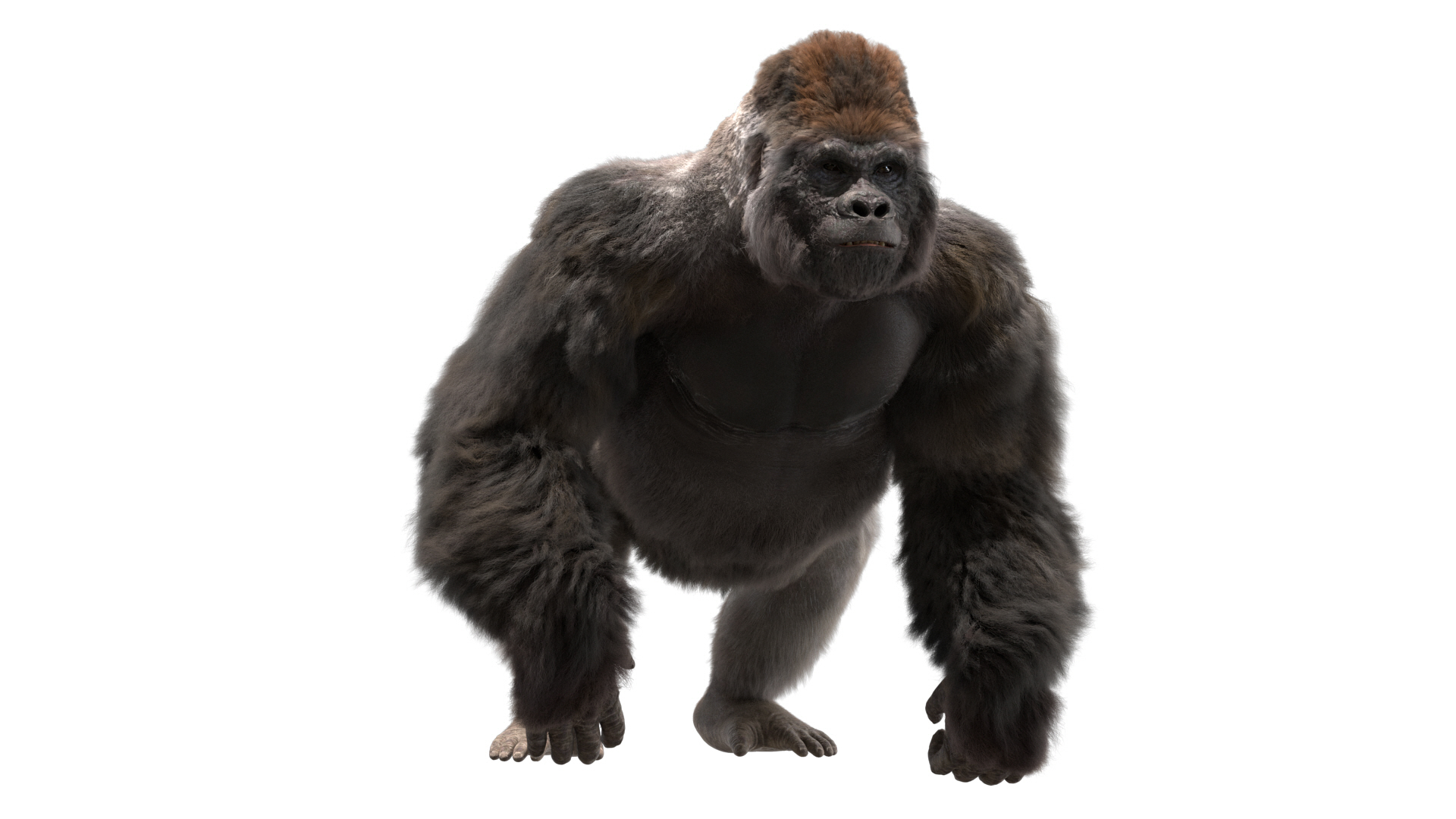 fur 3D https://p.turbosquid.com/ts-thumb/Yf/ohzXdF/a2qsjD8S/lowlandgorilla/jpg/1578996200/1920x1080/turn_fit_q99/b554e7e5b8772c8e6aa024b99f027429dceebac6/lowlandgorilla-1.jpg