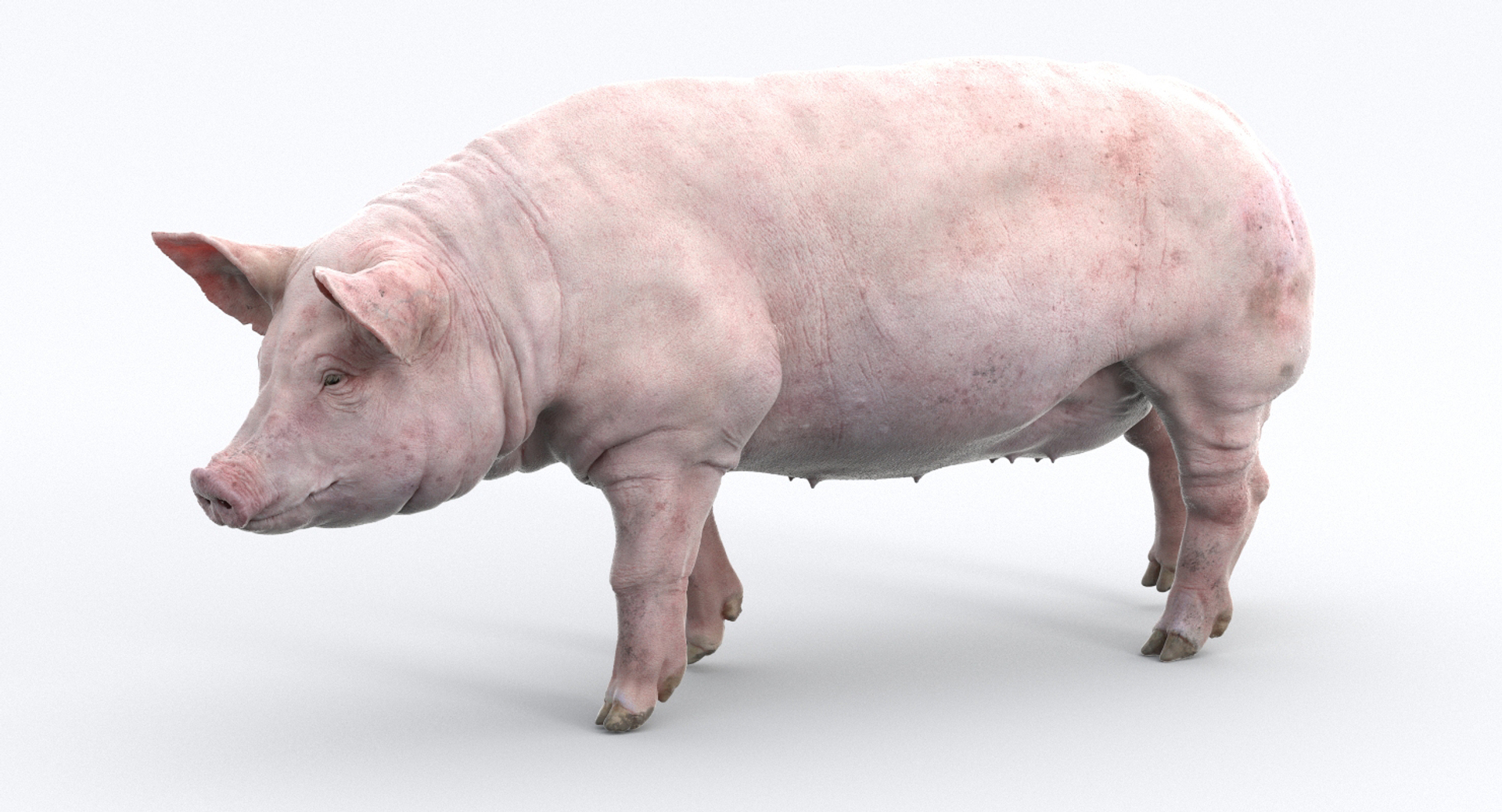 fur 3D https://p.turbosquid.com/ts-thumb/Yf/ohzXdF/a4b9Fqqn/pig/jpg/1578996745/1920x1080/turn_fit_q99/af6497cfb0b7ae734ed508781c69a4b2c3daefbe/pig-1.jpg
