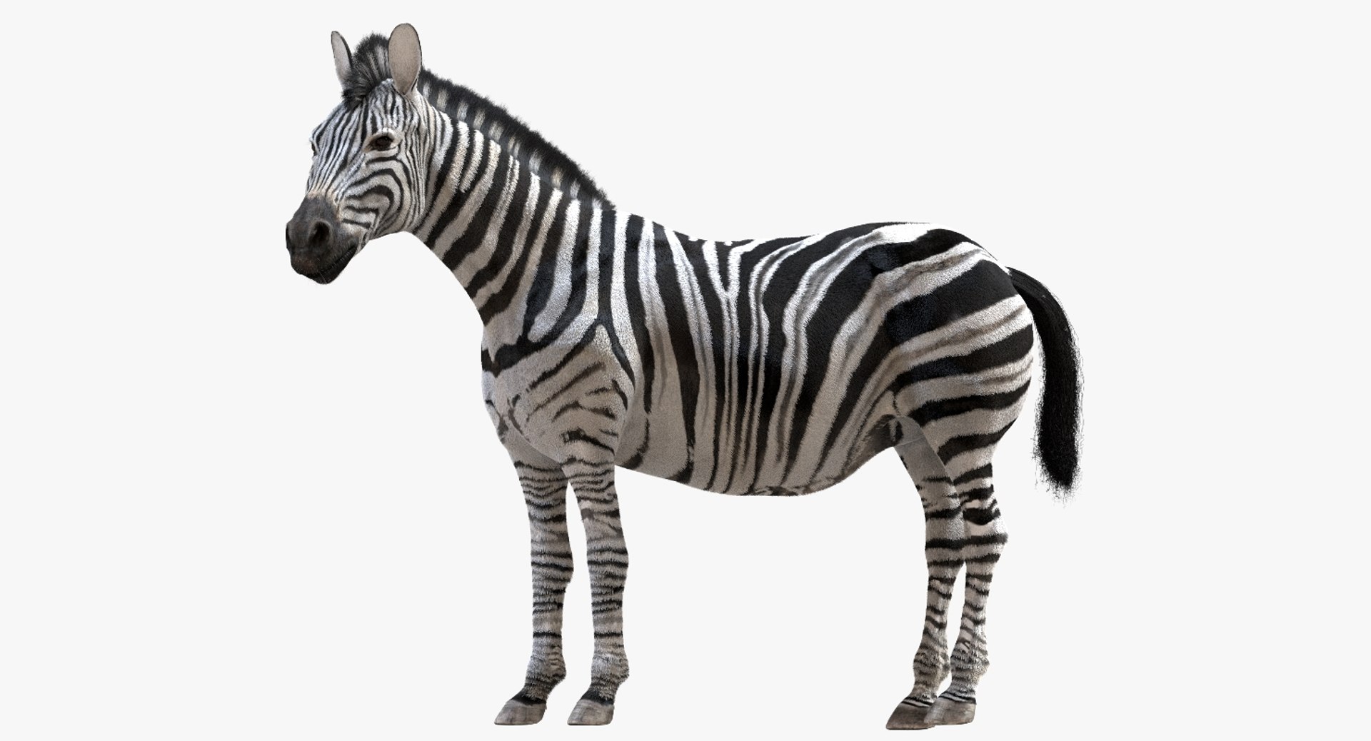 fur 3D https://p.turbosquid.com/ts-thumb/Yf/ohzXdF/eTNnwU1H/52/jpg/1578996292/1920x1080/fit_q87/96e294686c6f2bc0499c2e9a223c92970972bd00/52.jpg