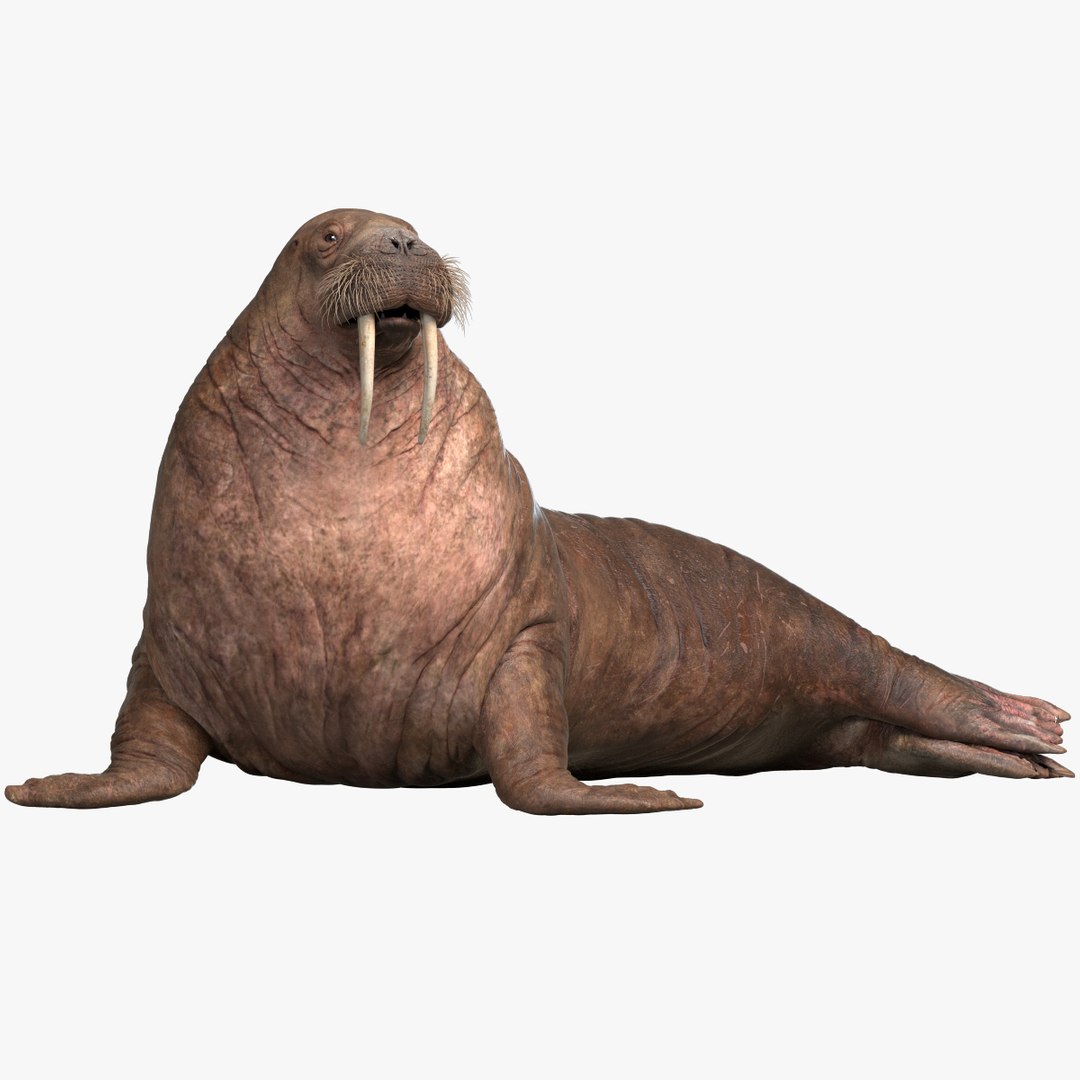 fur 3D https://p.turbosquid.com/ts-thumb/Yf/ohzXdF/gdzuVjDc/01/jpg/1578997108/1920x1080/fit_q87/a863da145bb41d3716064a3220044bf41ff8b24d/01.jpg
