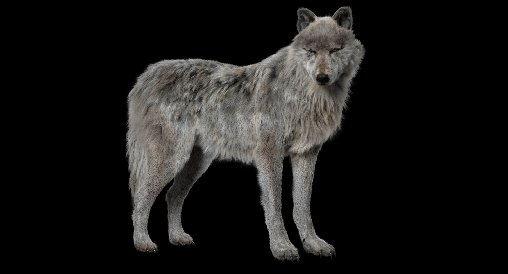 fur 3D https://p.turbosquid.com/ts-thumb/Yf/ohzXdF/h1tugqR7/whitewolf/jpg/1578997445/1920x1080/turn_fit_q99/856f90499d8e7e7590991bf19b2ab50ff23639f7/whitewolf-1.jpg