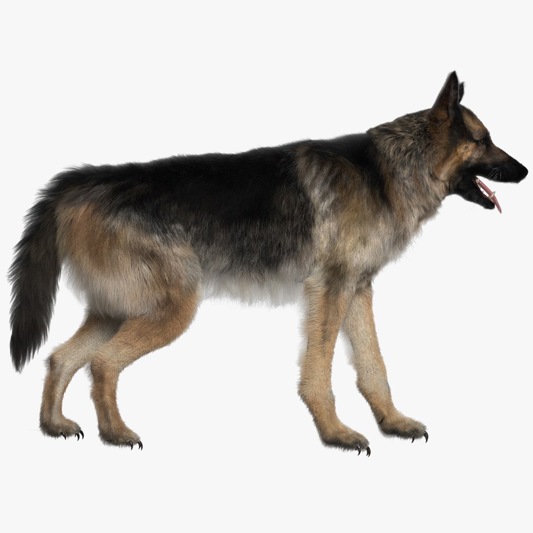 fur 3D https://p.turbosquid.com/ts-thumb/Yf/ohzXdF/hAQYyTot/01/jpg/1578997401/1920x1080/fit_q87/1f2b4813607d4d4598f4991db97ad4670a45afec/01.jpg