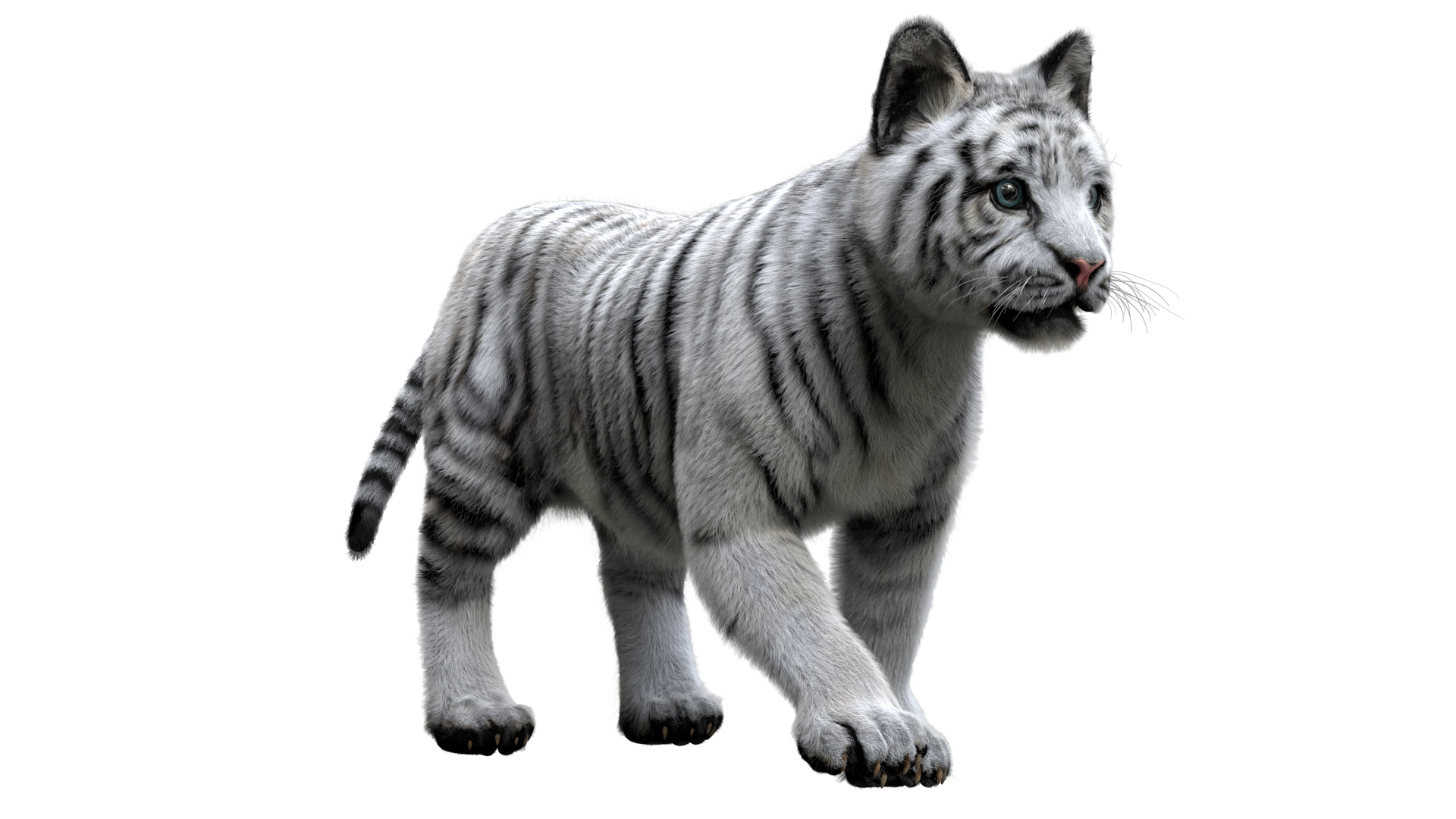 fur 3D https://p.turbosquid.com/ts-thumb/Yf/ohzXdF/ja6Xxz3l/tigerbaby/jpg/1578997067/1920x1080/turn_fit_q99/2f49887d082622ab02db0d954cd3e7be5146f1a0/tigerbaby-1.jpg