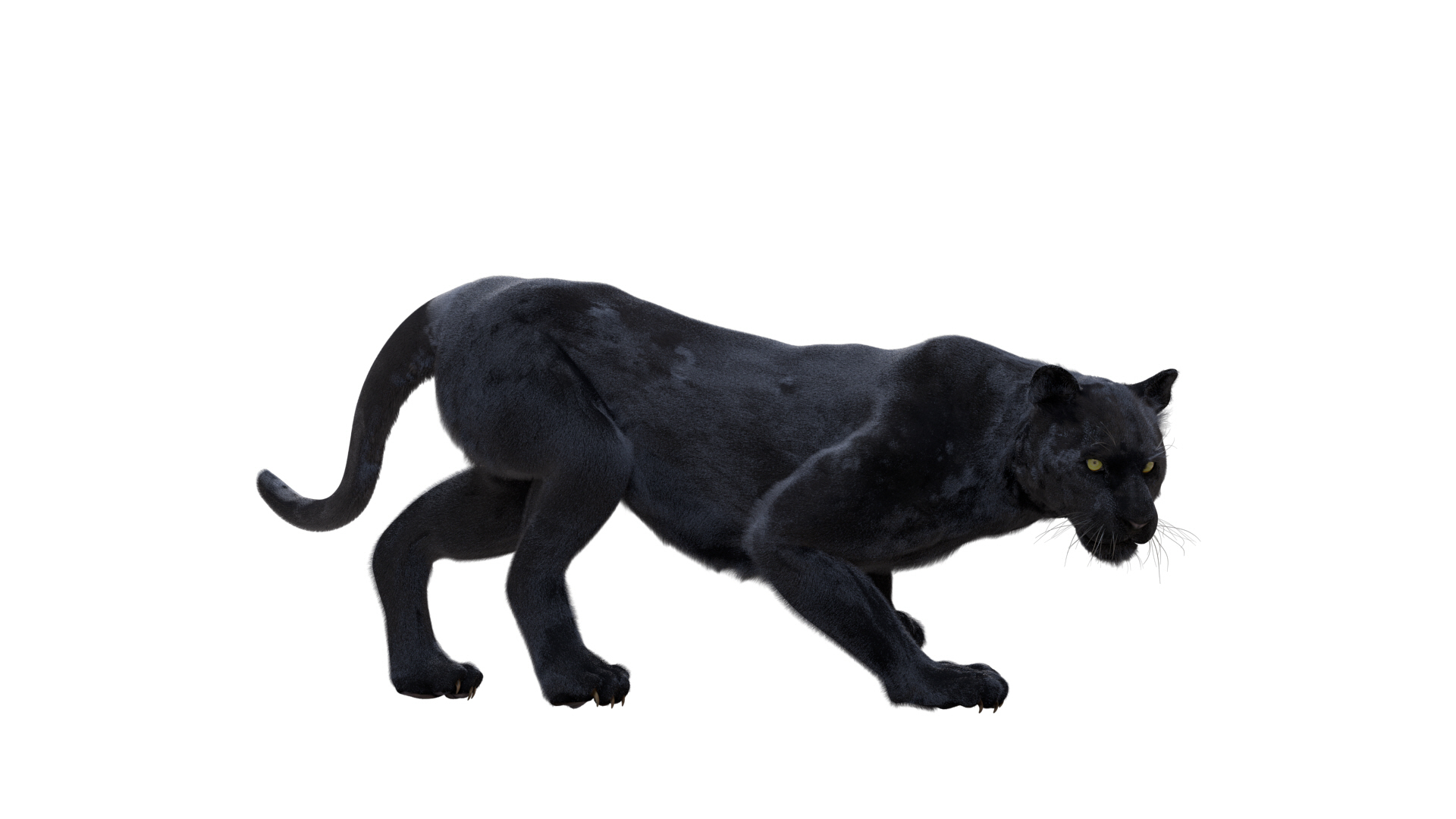 fur 3D https://p.turbosquid.com/ts-thumb/Yf/ohzXdF/jj3SguBJ/panther/jpg/1578996506/1920x1080/turn_fit_q99/0e5c3eff76a829161143bf71ba22e3417a8a717b/panther-1.jpg