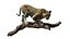 Animal Collection