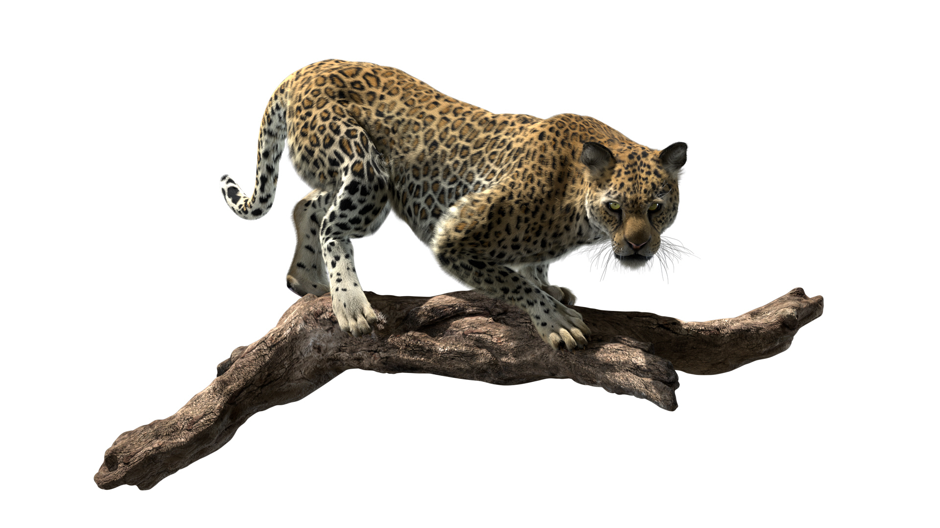 fur 3D https://p.turbosquid.com/ts-thumb/Yf/ohzXdF/lgFrEtQ1/leopard/jpg/1578996449/1920x1080/turn_fit_q99/34febc1ef54c386b15fd524acf186d8fefd48906/leopard-1.jpg