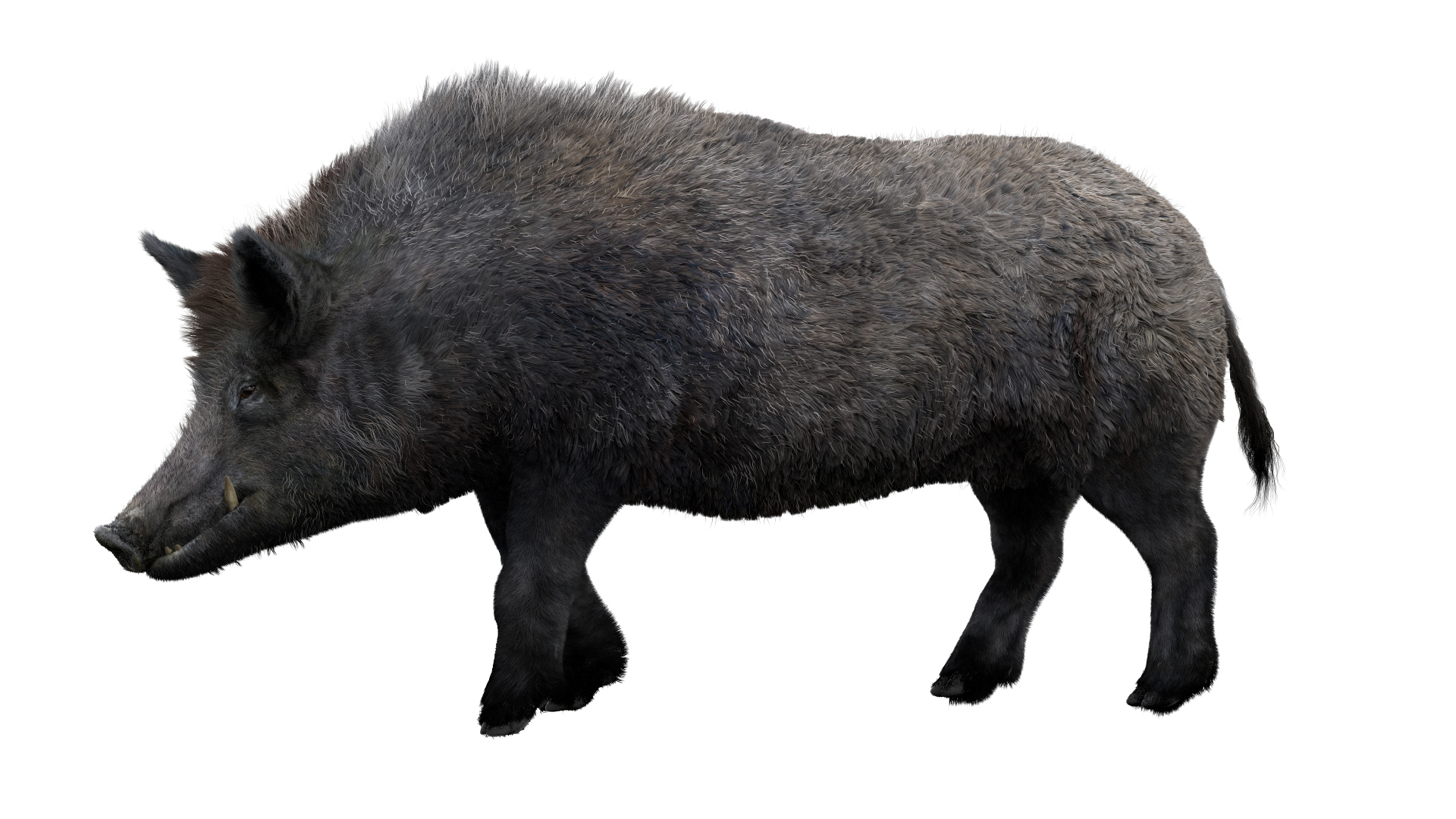 fur 3D https://p.turbosquid.com/ts-thumb/Yf/ohzXdF/mBE7v2ni/wildboar/jpg/1578997373/1920x1080/turn_fit_q99/f64415f16915cd20eea2edb8da91daf884994b4c/wildboar-1.jpg
