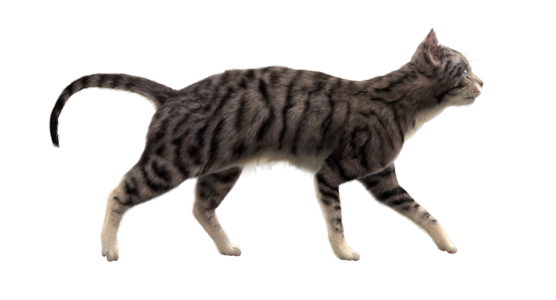 fur 3D https://p.turbosquid.com/ts-thumb/Yf/ohzXdF/mJbAUnDj/cat/jpg/1578995836/1920x1080/turn_fit_q99/84dd9f8c3f1f07865b98d3bf5041db64ada63ece/cat-1.jpg