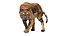 Animal Collection