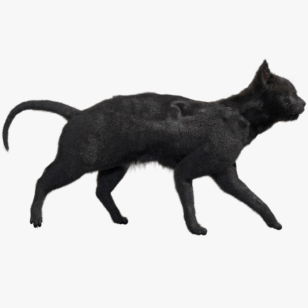 fur 3D https://p.turbosquid.com/ts-thumb/Yf/ohzXdF/rTqNlUZr/01/jpg/1578995849/1920x1080/fit_q87/e9464b4412f4931ed01ee85d54e632fe8dcb923f/01.jpg