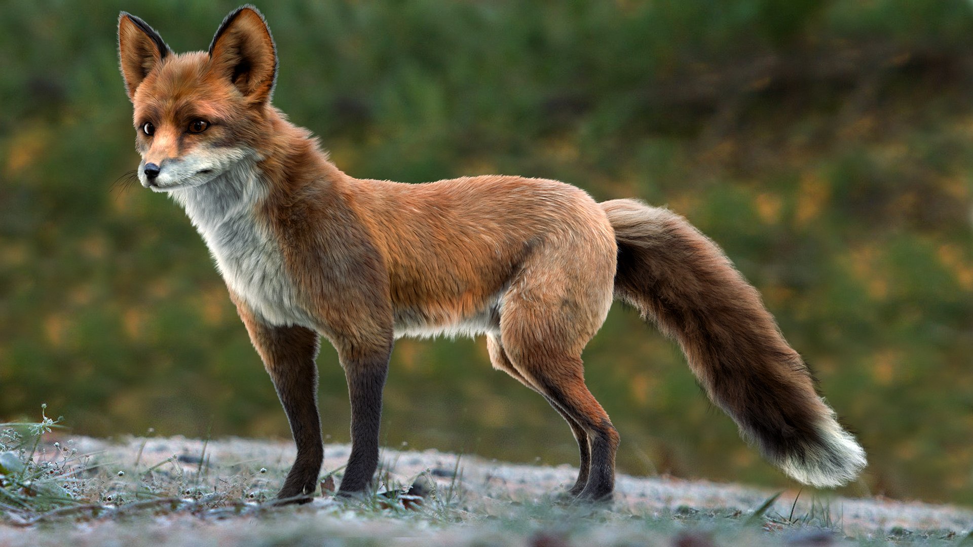 fur 3D https://p.turbosquid.com/ts-thumb/Yf/ohzXdF/uiyMihow/02/jpg/1578996155/1920x1080/fit_q87/b2cba80c1a95c920d56a5fc0a7a12907318398e2/02.jpg