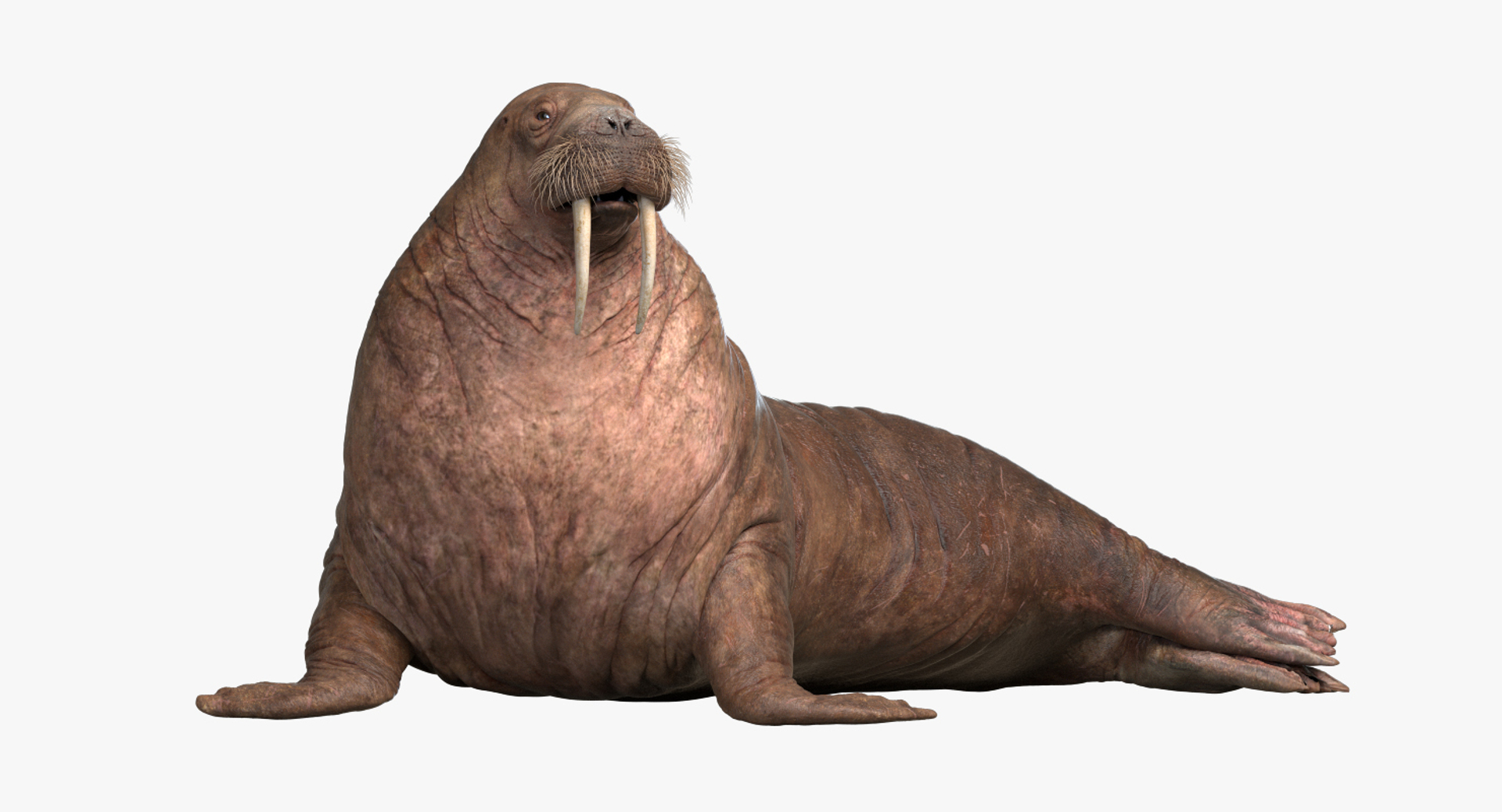 fur 3D https://p.turbosquid.com/ts-thumb/Yf/ohzXdF/vYmrZseI/walrus/jpg/1578997127/1920x1080/turn_fit_q99/995f762cc208c11cedb8925fd6f10ffee93627e5/walrus-1.jpg