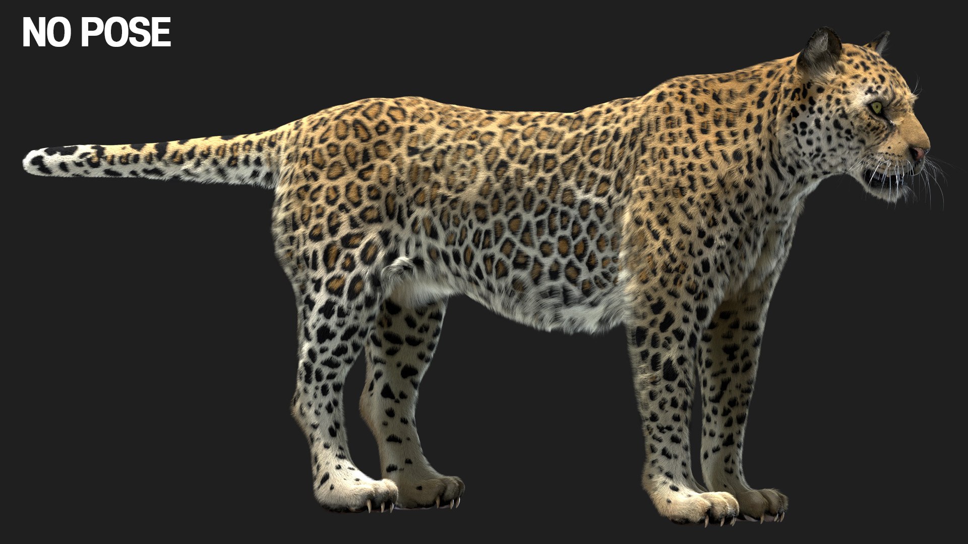 fur 3D https://p.turbosquid.com/ts-thumb/Yf/ohzXdF/xSkxNuwE/03/jpg/1578996411/1920x1080/fit_q87/f06c4c01ea96726a76acc3219c875b6f0d8b336c/03.jpg