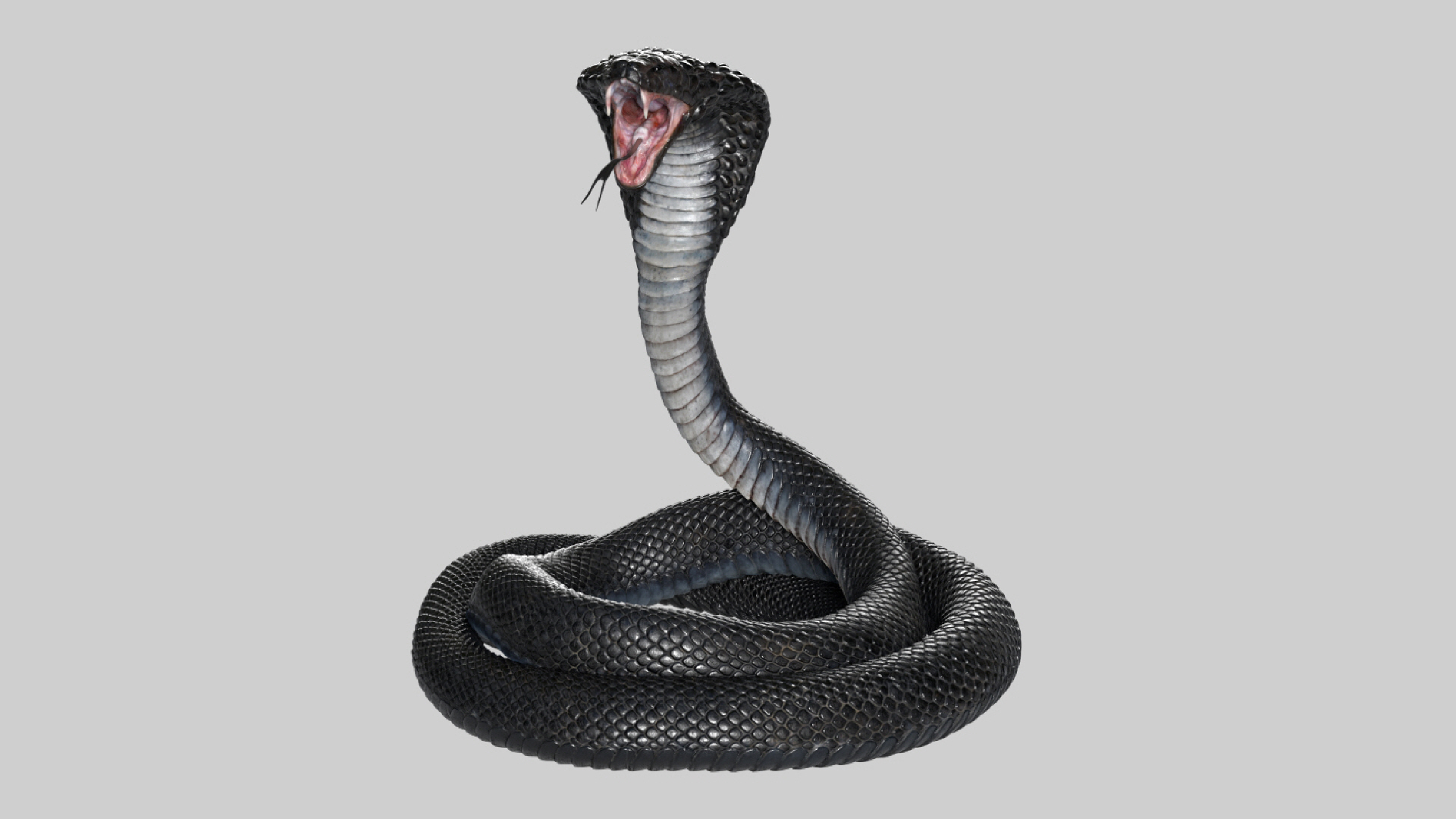 fur 3D https://p.turbosquid.com/ts-thumb/Yf/ohzXdF/xhibALlW/cobra/jpg/1578996874/1920x1080/turn_fit_q99/0286cc7d7a83d790fa86d91cc055b8c31b2ed0c9/cobra-1.jpg