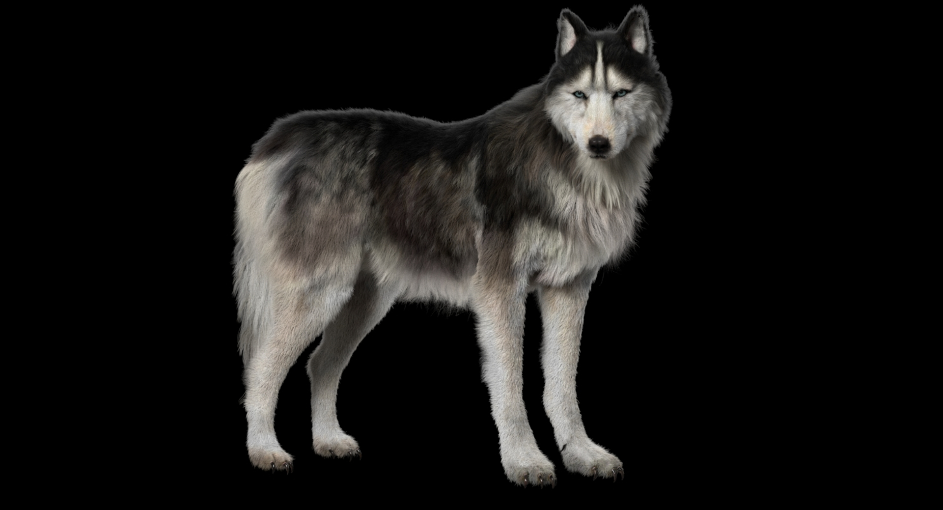 fur 3D https://p.turbosquid.com/ts-thumb/Yf/ohzXdF/yypuH5wr/husky/jpg/1578997402/1920x1080/turn_fit_q99/e51c34728ba92ae174f2f246d9c6cfdf7c220c9b/husky-1.jpg