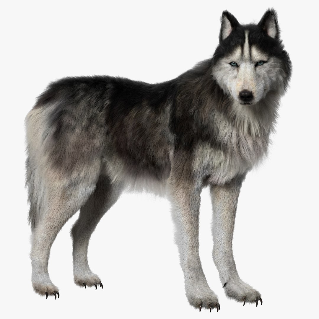 fur 3D https://p.turbosquid.com/ts-thumb/Yf/ohzXdF/zdKnCYIX/01/jpg/1578997379/1920x1080/fit_q87/c846794c3e990eeb3d399bd3412330346c5b1584/01.jpg