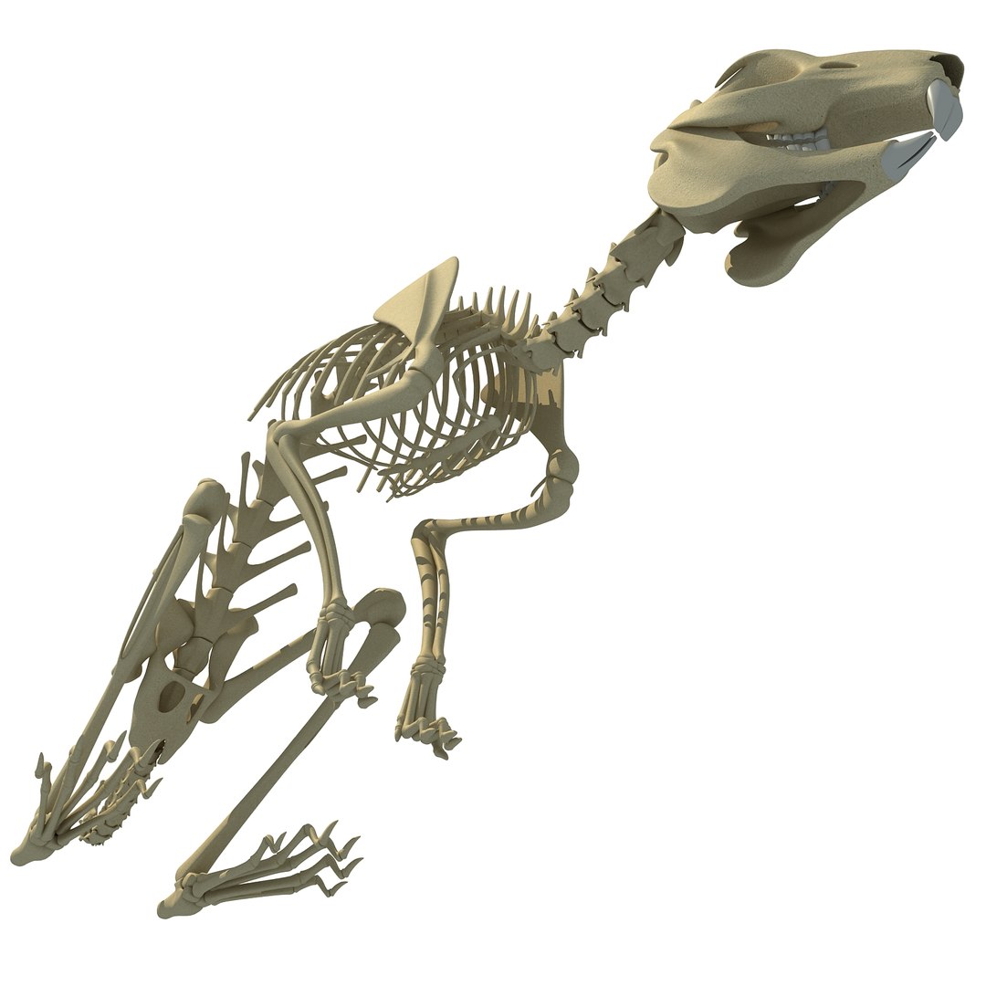 3d rabbit skeleton animal model https://p.turbosquid.com/ts-thumb/Yf/ym5pQh/4OTGHBNE/rabbit0013/jpg/1460823049/1920x1080/fit_q87/6c79d09538ef0b9996c613f8a329b8e4dd8f902c/rabbit0013.jpg