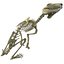 Rabbit Skeleton