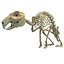 Rabbit Skeleton