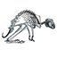 Rabbit Skeleton