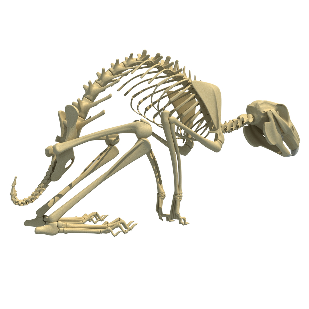 3d rabbit skeleton animal model