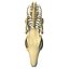Rabbit Skeleton