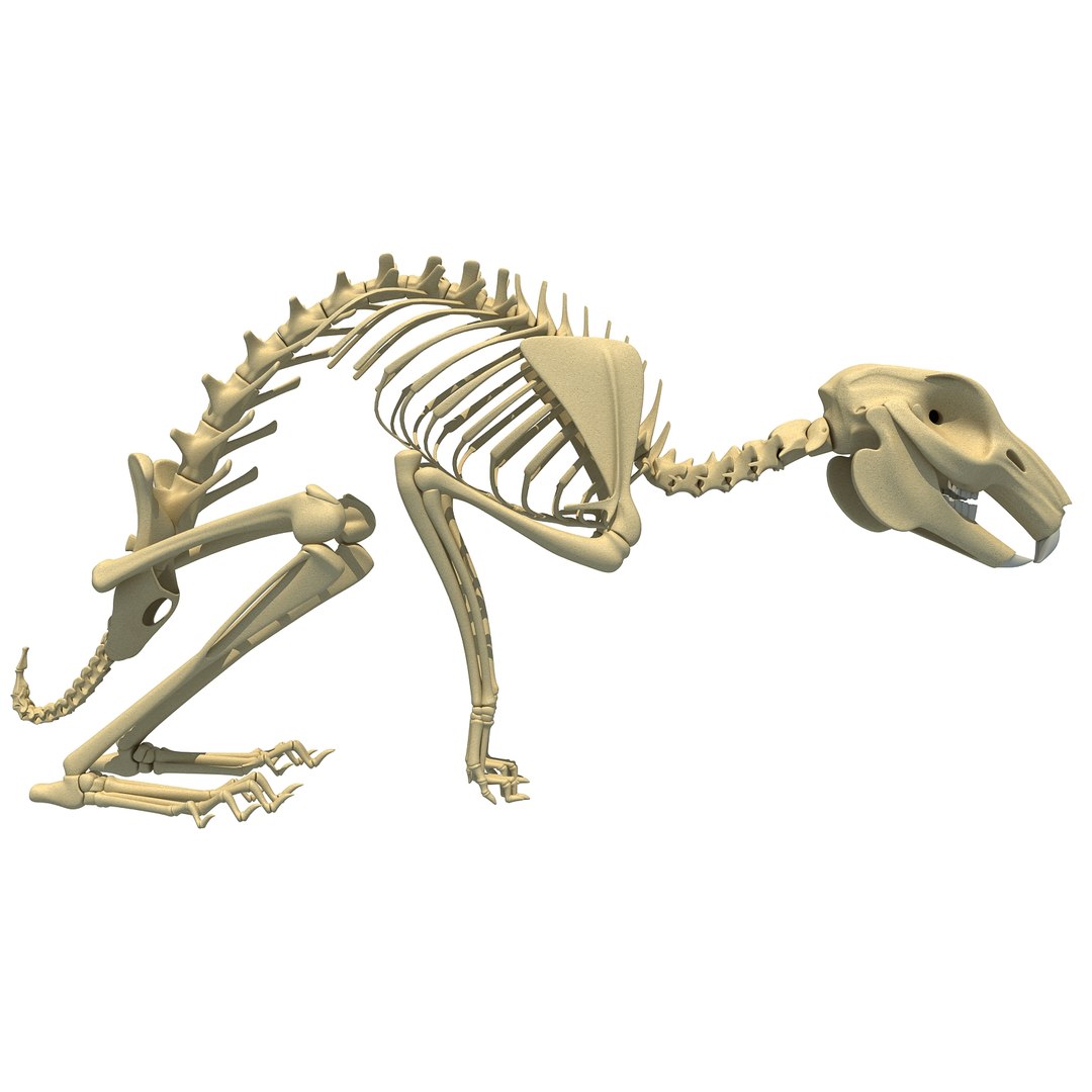 3d rabbit skeleton animal model https://p.turbosquid.com/ts-thumb/Yf/ym5pQh/INqbrZdq/rabbit0001/jpg/1460823048/1920x1080/fit_q87/ea06fdcf175f7194243863c4351fc359c795f12b/rabbit0001.jpg