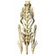 Rabbit Skeleton