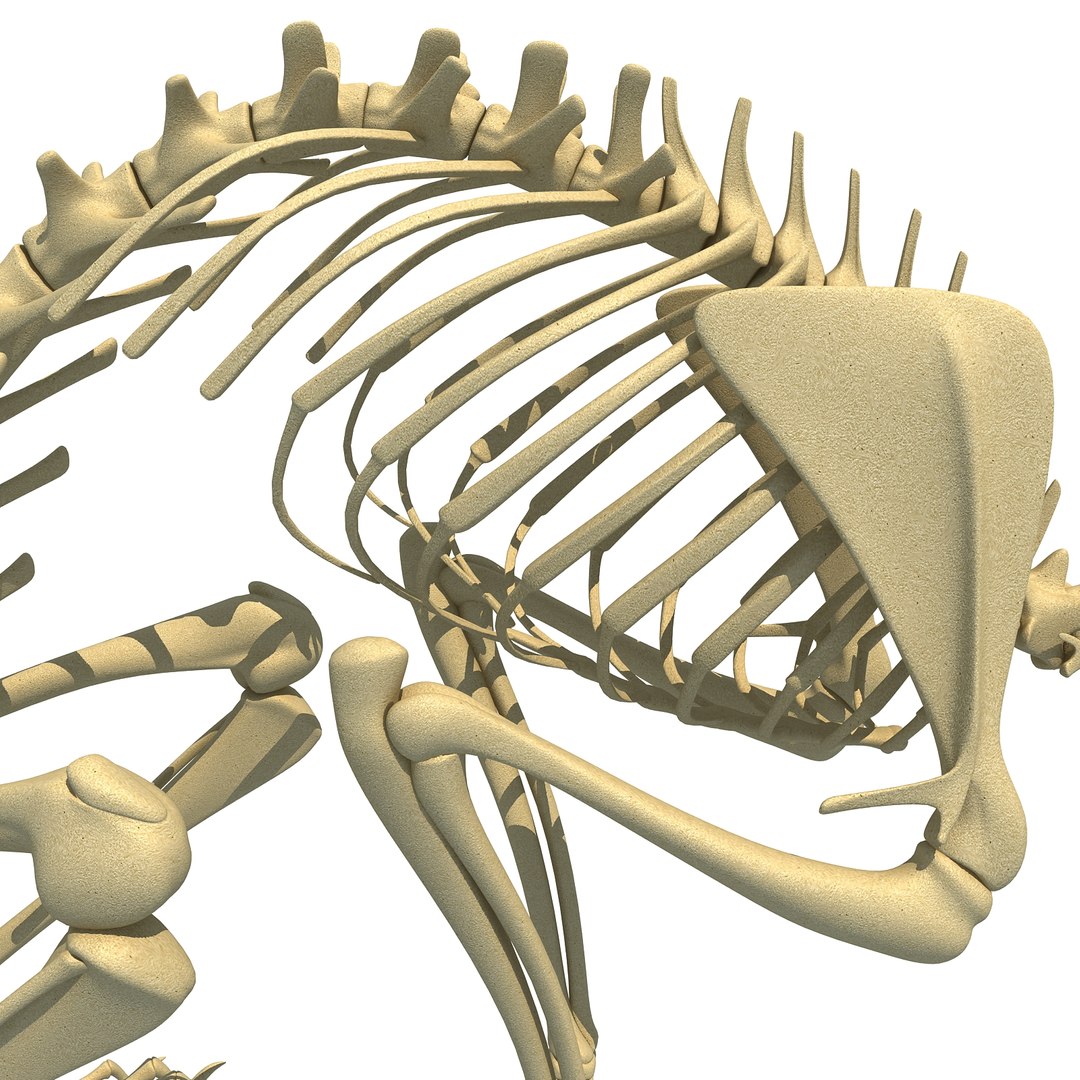 3d rabbit skeleton animal model https://p.turbosquid.com/ts-thumb/Yf/ym5pQh/kFU7dw5K/rabbit0010/jpg/1460823049/1920x1080/fit_q87/1a61fd5827c4d8c2cbd2bbc9c99f04984ffef80c/rabbit0010.jpg