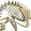 Rabbit Skeleton
