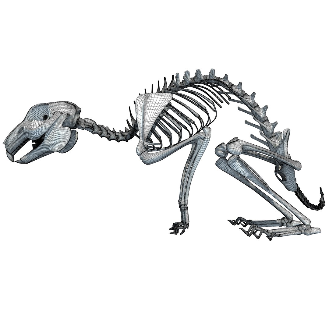 3d rabbit skeleton animal model https://p.turbosquid.com/ts-thumb/Yf/ym5pQh/lUOfRG2A/w0005/jpg/1460823049/1920x1080/fit_q87/16d5c6f8c6e175df3256cd05f350e0ad9fd1c4a1/w0005.jpg