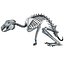 Rabbit Skeleton