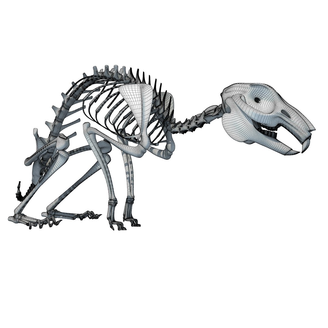 3d rabbit skeleton animal model https://p.turbosquid.com/ts-thumb/Yf/ym5pQh/oCaK2s0G/w0002/jpg/1460823049/1920x1080/fit_q87/1439f8f92703d4a614df31f64d10aef9c98be705/w0002.jpg