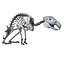 Rabbit Skeleton