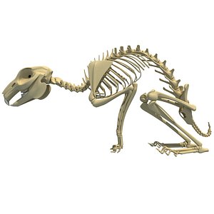 3d rabbit skeleton animal model