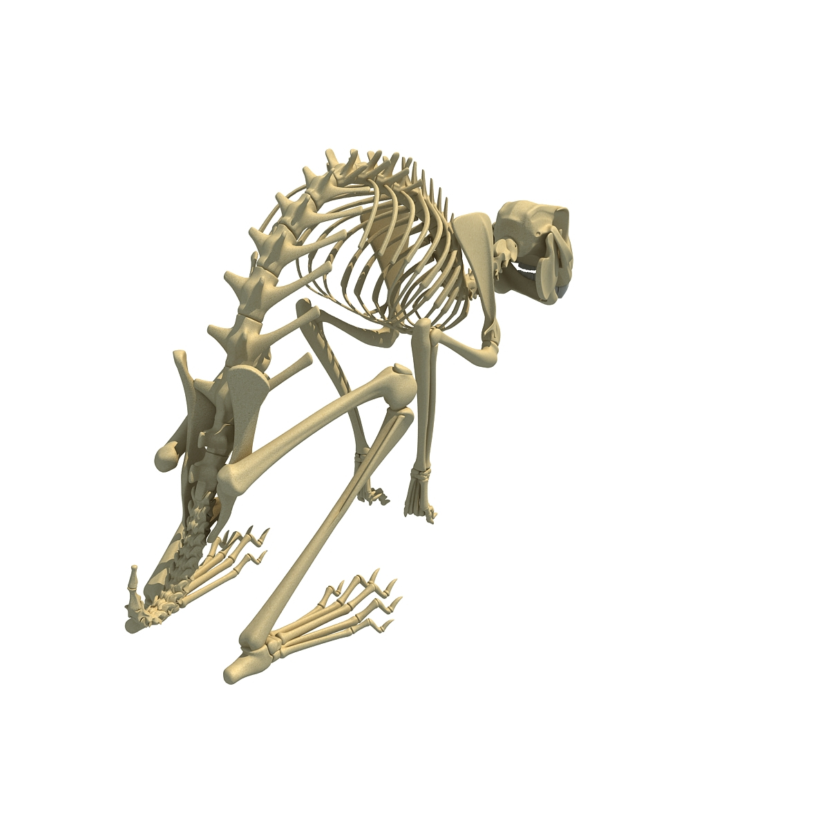 3d rabbit skeleton animal model
