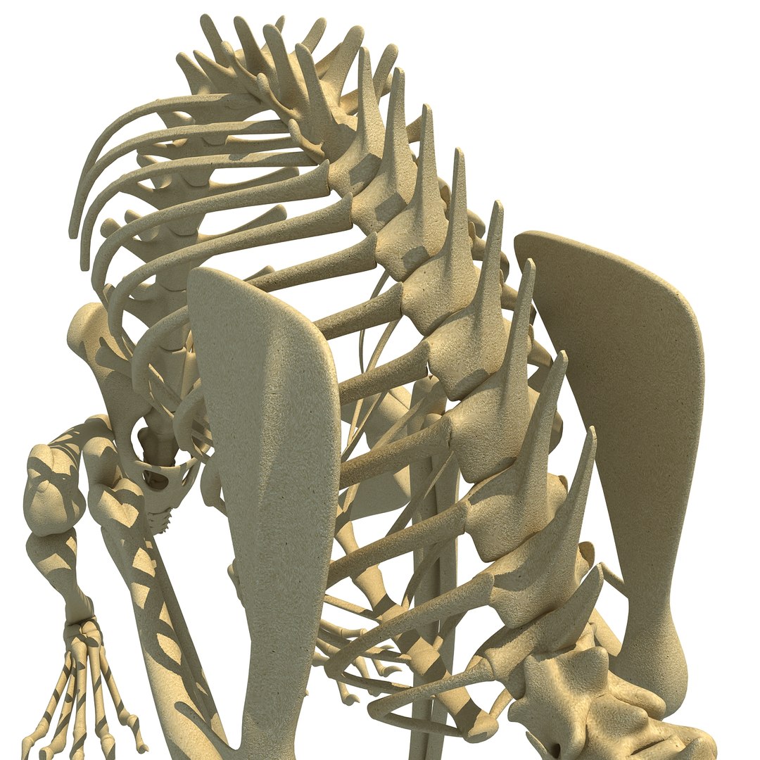 3d rabbit skeleton animal model https://p.turbosquid.com/ts-thumb/Yf/ym5pQh/wX0jGZaO/rabbit0012/jpg/1460823049/1920x1080/fit_q87/fbfc426a3bba5c5c37dbe35c868851e9ef734780/rabbit0012.jpg