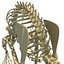 Rabbit Skeleton