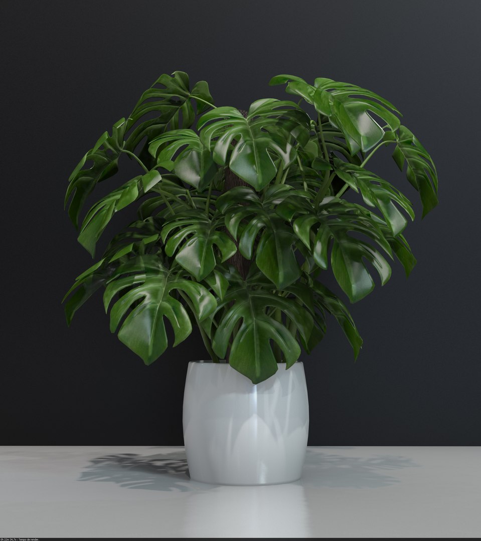 monstera 3d model https://p.turbosquid.com/ts-thumb/Yg/8Gxnkz/Bzz3JTlq/mosterasmall/jpg/1463504105/1920x1080/fit_q87/d692ae4d66ff34390c610a358e1cbe7793a63de6/mosterasmall.jpg