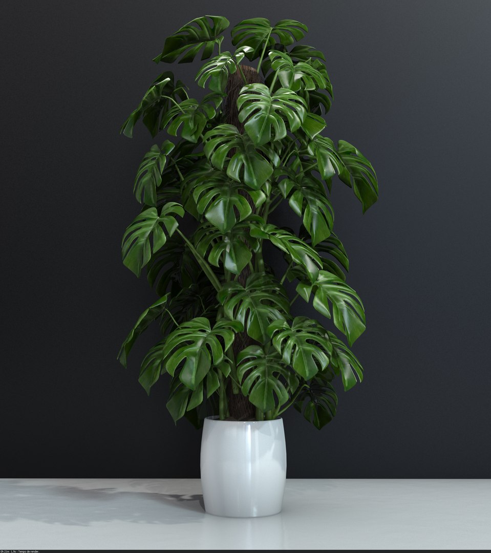 monstera 3d model https://p.turbosquid.com/ts-thumb/Yg/8Gxnkz/LqTVTzuG/mosterabig/jpg/1463504105/1920x1080/fit_q87/119bfe1c846f8ed4fe83ce87dac64501667606c5/mosterabig.jpg