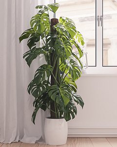 monstera 3d model