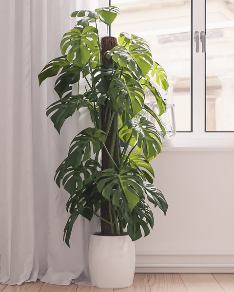 monstera minima licht Mini Monstera 'Minima' main image 1