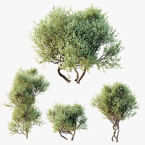 3D AV Bush Plants Mission Kalamata Leccino Arbequina Wilsonii Chemlali Olive Version30 model