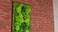 Green Moss Wall with Preserved Plants