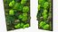 Green Moss Wall with Preserved Plants