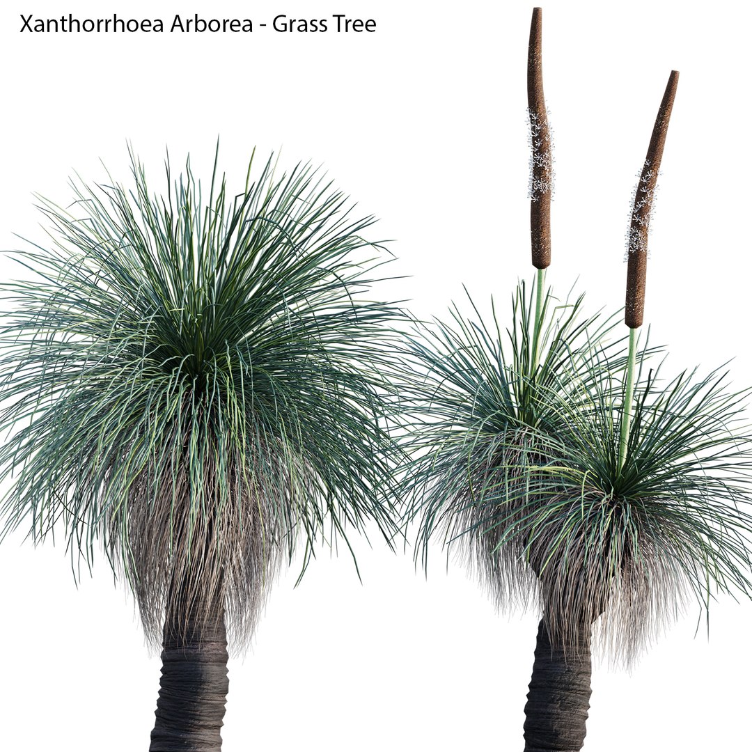 Xanthorrhoea deals