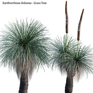 Xanthorrhoea Arborea - Grass Tree - 02