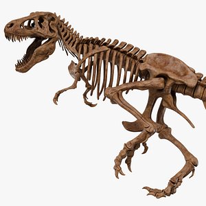 Tyrannosaurus Rex Skeleton 04 a 3D